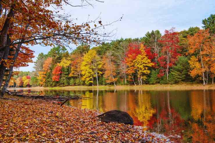 Bosco colorato dal foliage autunnale