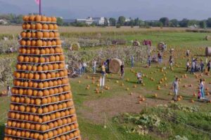 campo zucche