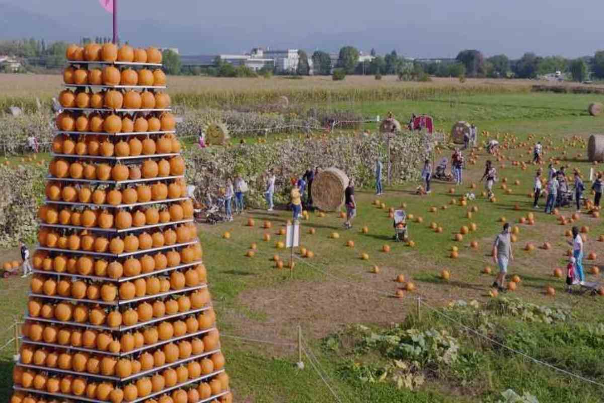 campo zucche 