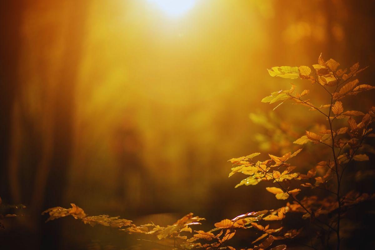 Raggio di sole che illumina pianta imbrunita dall'autunno